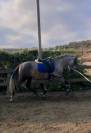 Caballo 4 años