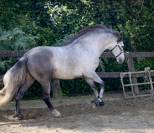 Caballo 4 años