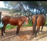 Potro 8 meses (PRE X KWPN)