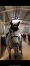 cavallo italiano salto ostacoli 7 anni 155cm