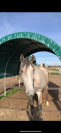 cavallo italiano salto ostacoli 7 anni 155cm