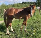 Caballo entero PFS Poni Françés de Silla En venta 2024 Alazán por King Kong star d'été