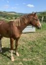 PFS Poney Français de Selle
