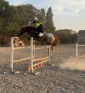 Pony da salto 