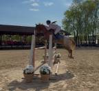 Pony da salto 