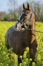 Pony da salto 