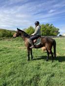 A vendre cheval de loisir 8 ans 