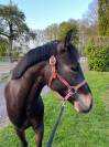 Poney Hongre de 4 ans cso