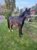 Poney Hongre de 4 ans cso
