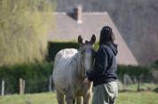 Pure race Lusitanienne 