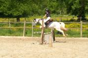 Poney pour sport famille ou élevage