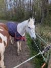 Poney pour sport famille ou élevage