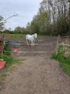 Poney pour sport famille ou élevage