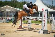 Top cheval d amateur 