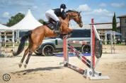 Top cheval d amateur 