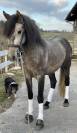 Hongre Pure Race Espagnole 