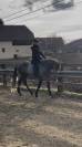 Hongre Pure Race Espagnole 