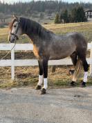 Hongre Pure Race Espagnole 