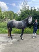Petit cheval de sport 