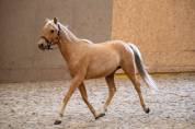 Super Jeune Poney à Construire