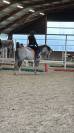 Pony di 6 anni.
