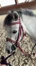Pony di 6 anni.