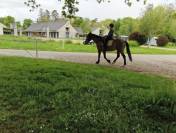 Poney de sport - 5 ans - 1m47