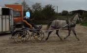 jument lipizzan 9 ans plein papier
