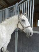 jument lipizzan 9 ans plein papier