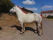 jument de 6 ans percheronne