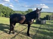 À vendre poney D 