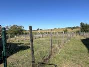 Vegetable farm  Lot-et-Garonne