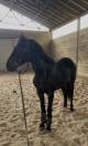 Maestoso Galanta , magnifique poney hongre pleins papiers de 8 ans