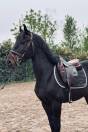 Maestoso Galanta , magnifique poney hongre pleins papiers de 8 ans
