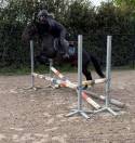 Maestoso Galanta , magnifique poney hongre pleins papiers de 8 ans