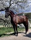 Cheval Loisir