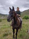 Cheval Loisir