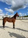 Magnifique jument de 2 ans