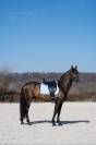 Entier Pure Race Espagnole 