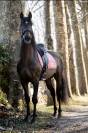 Entier Pure Race Espagnole 