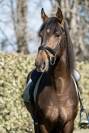 Entier Pure Race Espagnole 