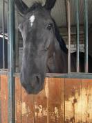 Cavalla 8 anni in vendita 