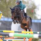 cavallo tedesco del 2012