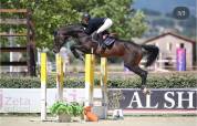 cavallo tedesco del 2012