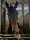 cavallo tedesco del 2012