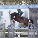 cavallo tedesco del 2012