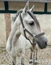 Magnifique hongre PRE PP 8 ans 