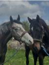 Jeune cheval à vendre 