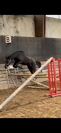 Jeune cheval à vendre 