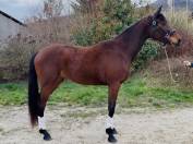 Jeune jument d'avenir CCE dressage